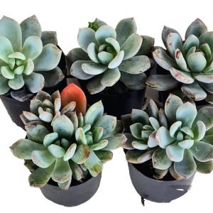 kit 5 Suculentas Echeveria Monroe Pote 6