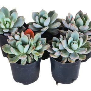 kit 5 Suculentas Echeveria Monroe Pote 6