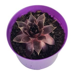 Suculenta Sempervivum Royal Ruby