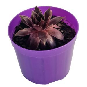 Suculenta Sempervivum Royal Ruby