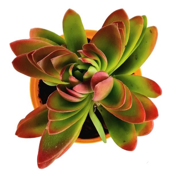 Suculenta Crassula Capitella Campfire