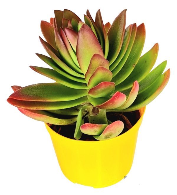Suculenta Crassula Capitella Campfire - Image 2