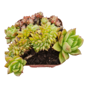 Suculenta Agavoide Cristata