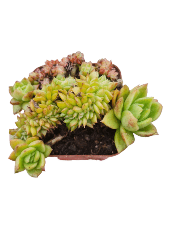 Suculenta Agavoide Cristata