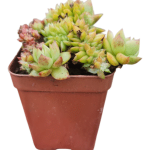 Suculenta Agavoide Cristata