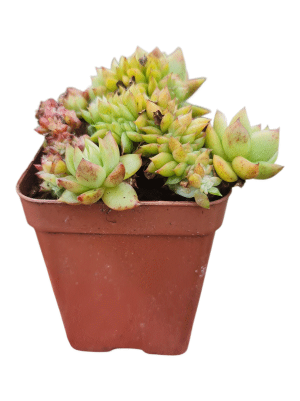 Suculenta Agavoide Cristata - Imagem 2