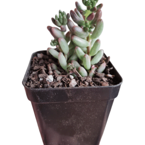 Suculenta Sedum Aurora Variegata