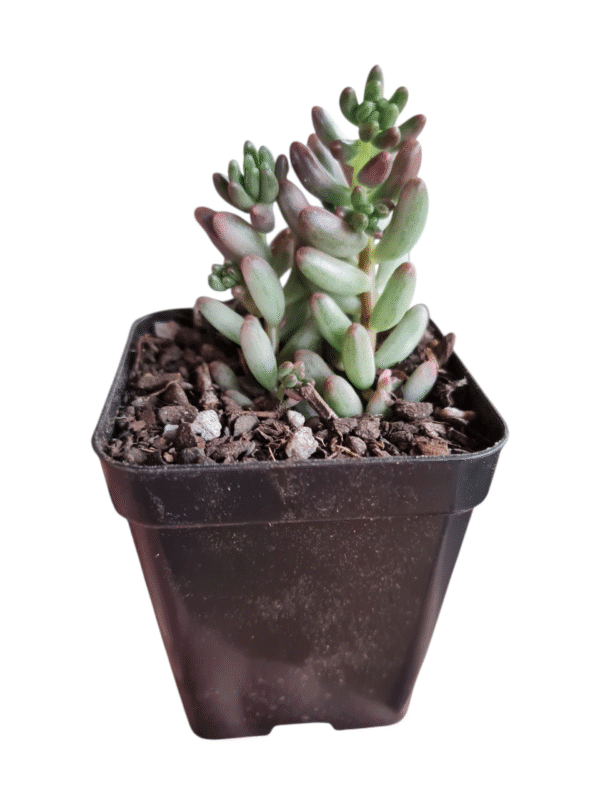 Suculenta Sedum Aurora Variegata