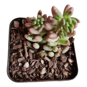 Suculenta Sedum Aurora Variegata