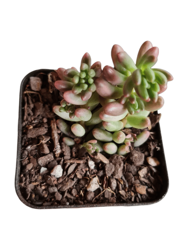 Suculenta Sedum Aurora Variegata - Imagem 2