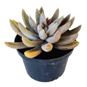 Suculenta Echeveria Tolimanensis Night Cloud