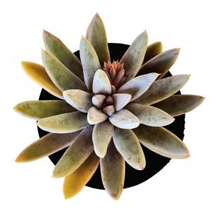 Suculenta Echeveria Tolimanensis Night Cloud