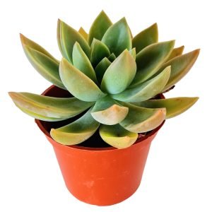 Suculenta Echeveria Water Lily