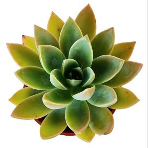 Suculenta Echeveria Water Lily