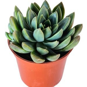Suculenta Echeveria Winds of Changes