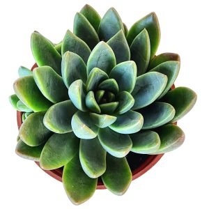Suculenta Echeveria Winds of Changes