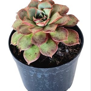 Suculenta Echeveria Longissima