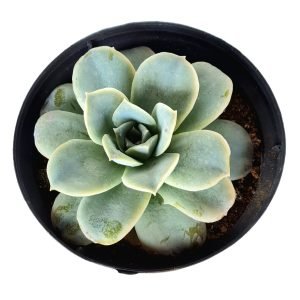 Suculenta Echeveria Lovely Rose Reversa