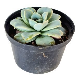 Suculenta Echeveria Lovely Rose Reversa