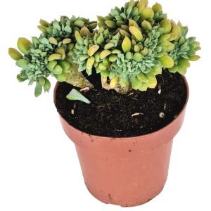 Suculenta Echeveria Dagda Cristata