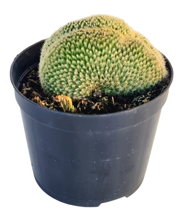 Cacto Oblongo