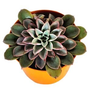 Suculenta Echeveria Fantastic Fountain