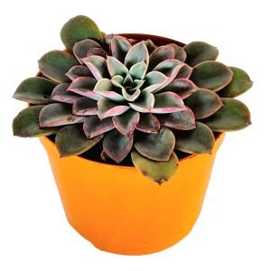 Suculenta Echeveria Fantastic Fountain