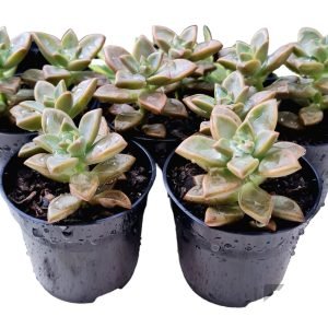 kit 5 Suculentas Sedum Bronze Pote 6