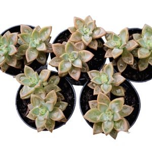 kit 5 Suculentas Sedum Bronze Pote 6