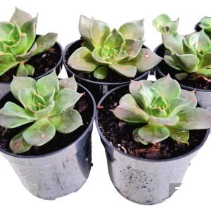 Kit 5 Suculentas Echeveria Black Prince Pote 6