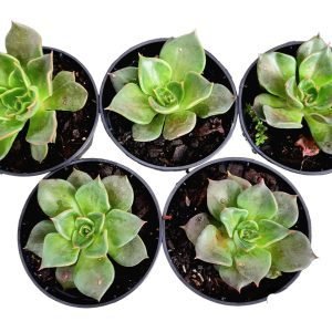 Kit 5 Suculentas Echeveria Black Prince Pote 6