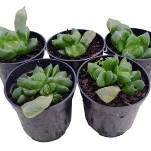 kit 5 Suculentas Haworthia pote 6