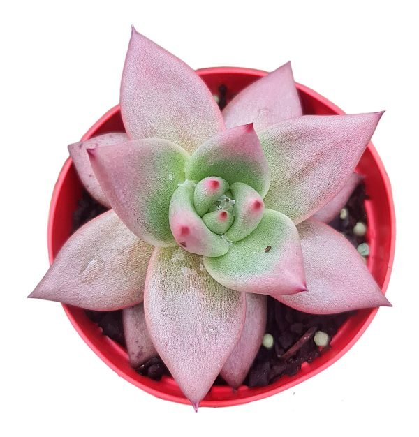 Suculenta Agavoide Taurus