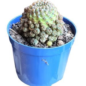 Sulcorebutia Rauschii