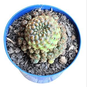 Sulcorebutia Rauschii