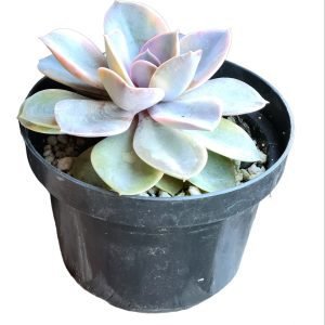 Suculenta Echeveria Rainbow Pote 11