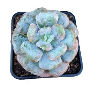 Suculenta Echeveria Hearth Deligth