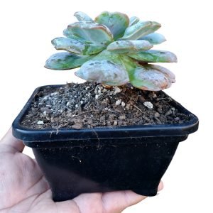 Suculenta Echeveria Hearth Deligth