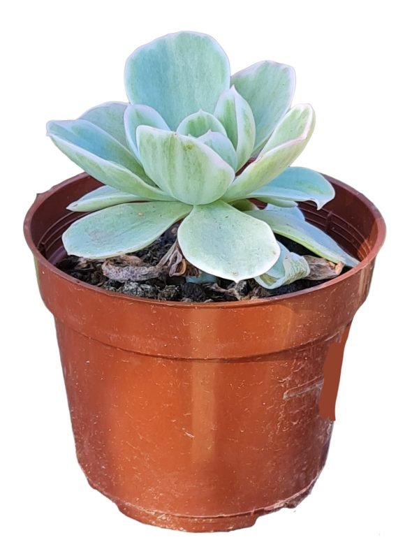 Suculenta Lemon Lime Variegata - Image 2
