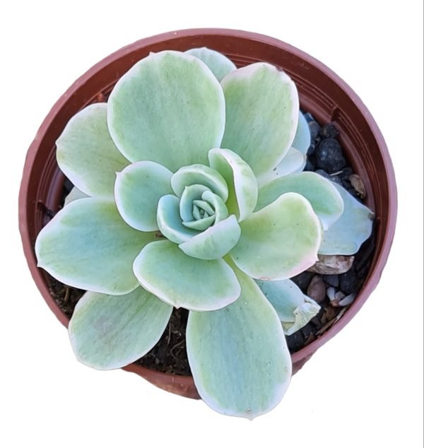 Suculenta Lemon Lime Variegata