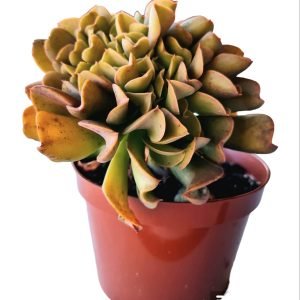 Suculenta Echeveria Dark Vader Cristata Pote 11