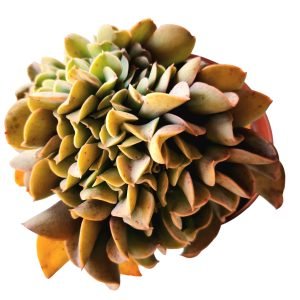 Suculenta Echeveria Dark Vader Cristata Pote 11
