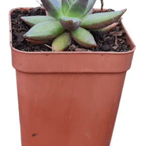 Suculenta Echeveria Tolimanensis