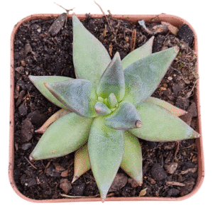 Suculenta Echeveria Tolimanensis