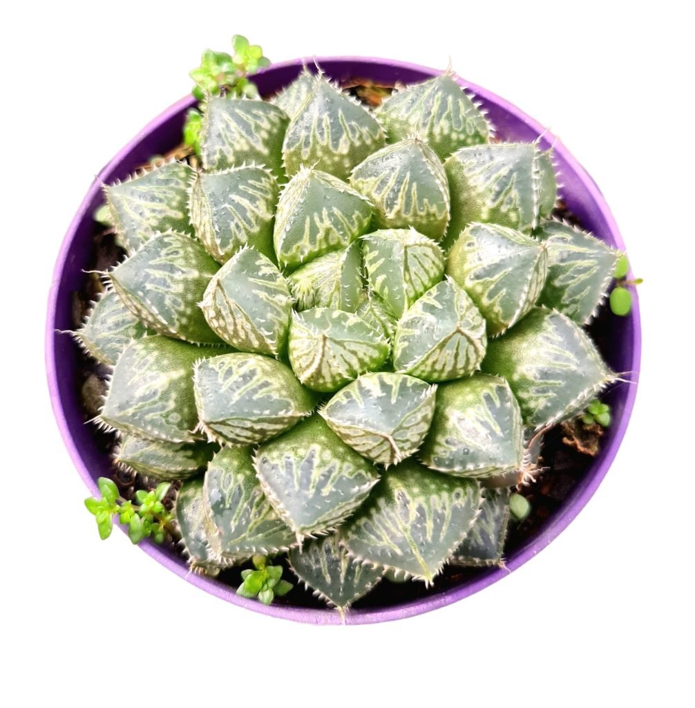 Suculenta Haworthia Mirror ball Verde Amor Jardinagem