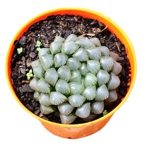 Suculenta Haworthia Cooperi ( Suculenta de vidro)