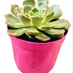 Suculenta Echeveria Brown Rose