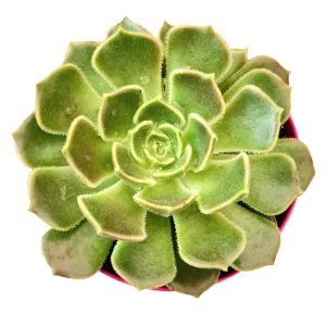 Suculenta Echeveria Brown Rose