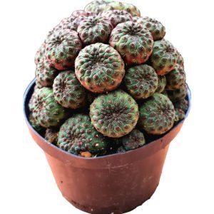 Sulcorebutia Rauschii