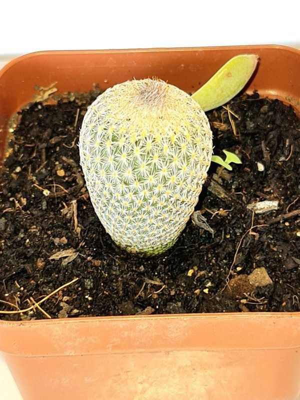 Cacto Botão - Epithelantha micromeris